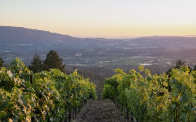 A Brief History of Sonoma County Cabernet Sauvignon